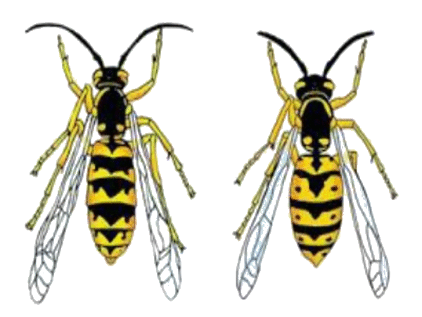 Common or German Wasp