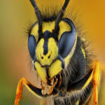  Frodsham Wasp Nest Removal 