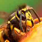  Trafford Wasp Nest Removal 